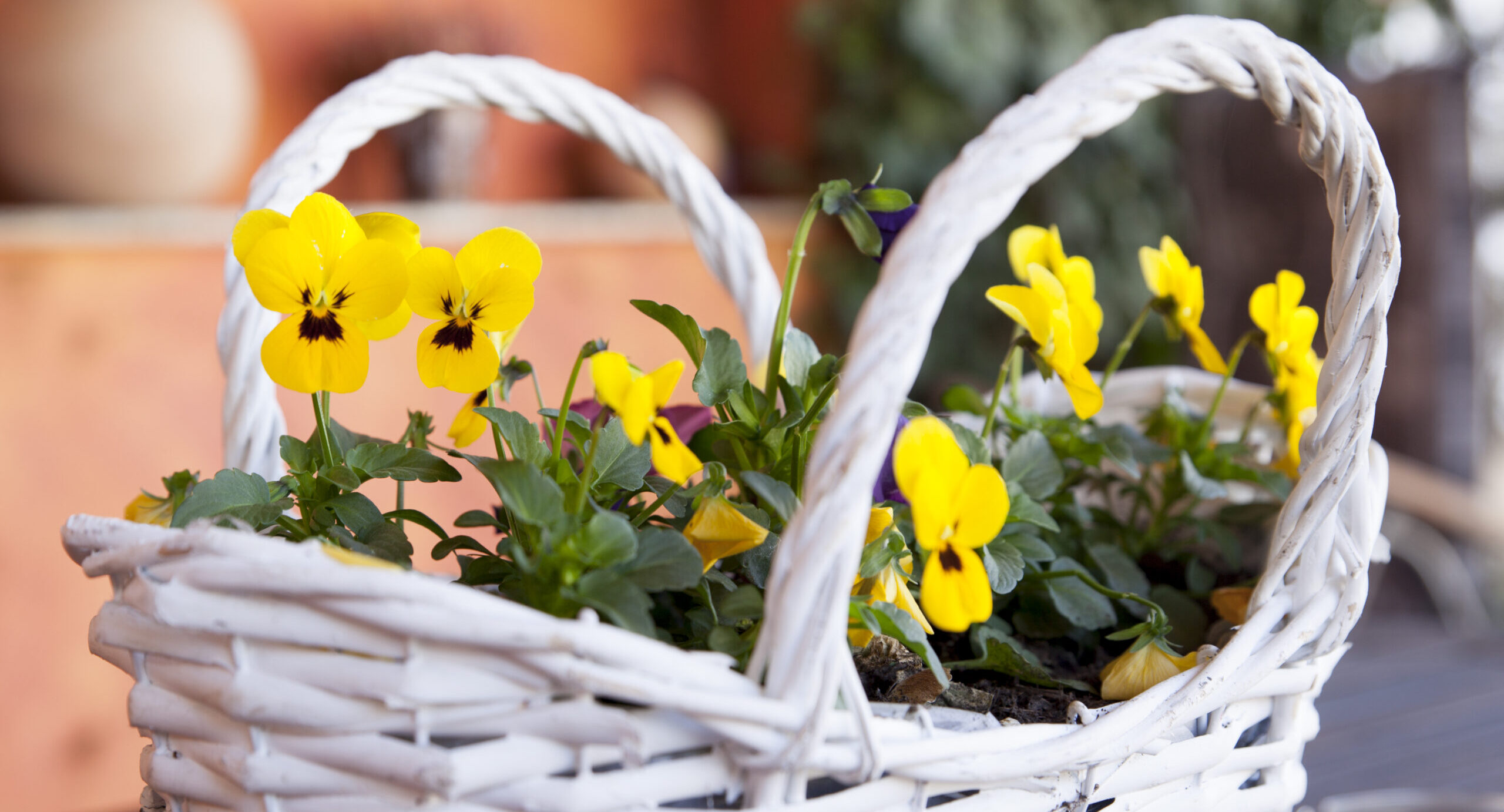 Spende Frühlingsblumen